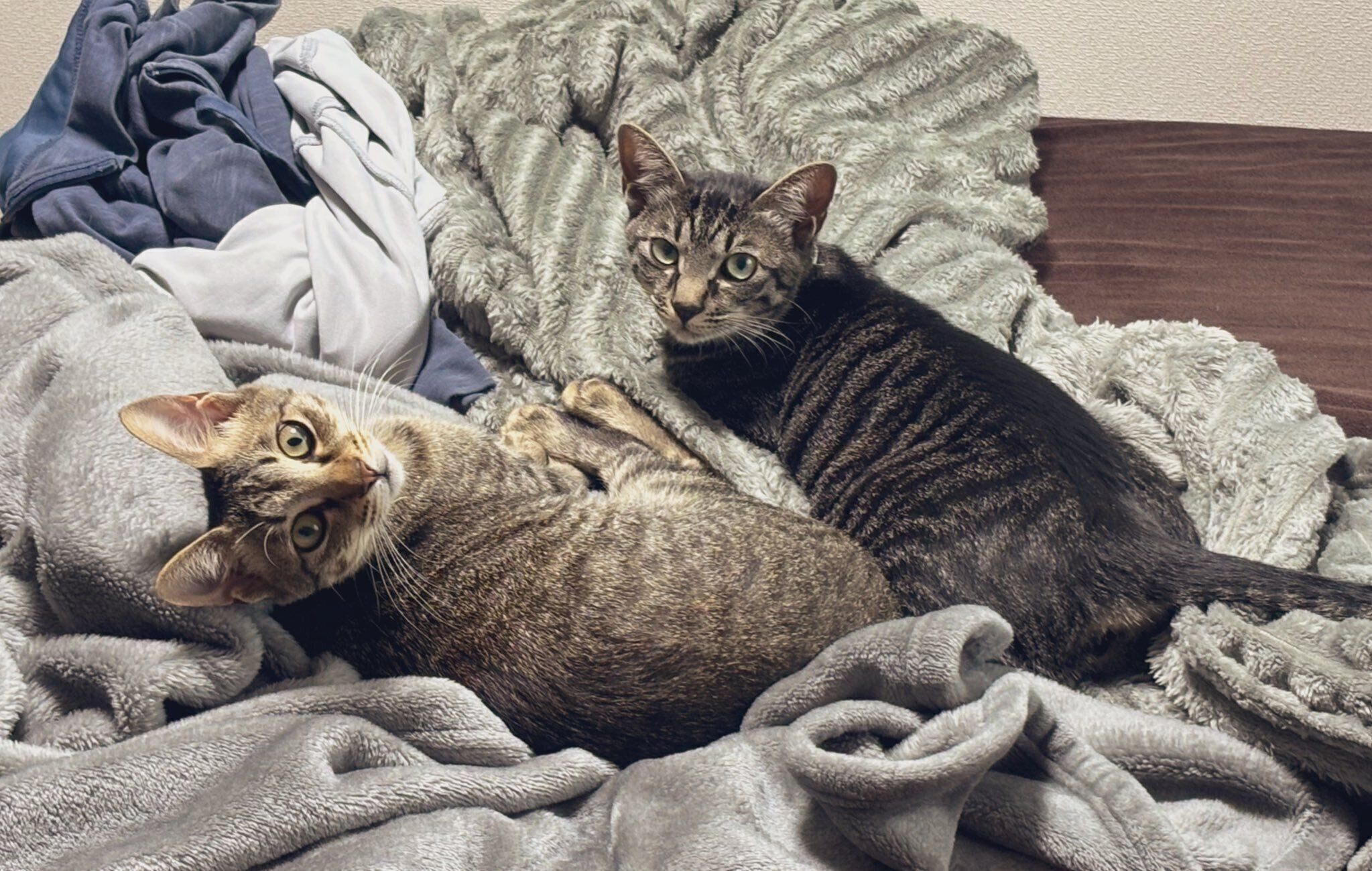 飼い主を見つめる2匹の猫