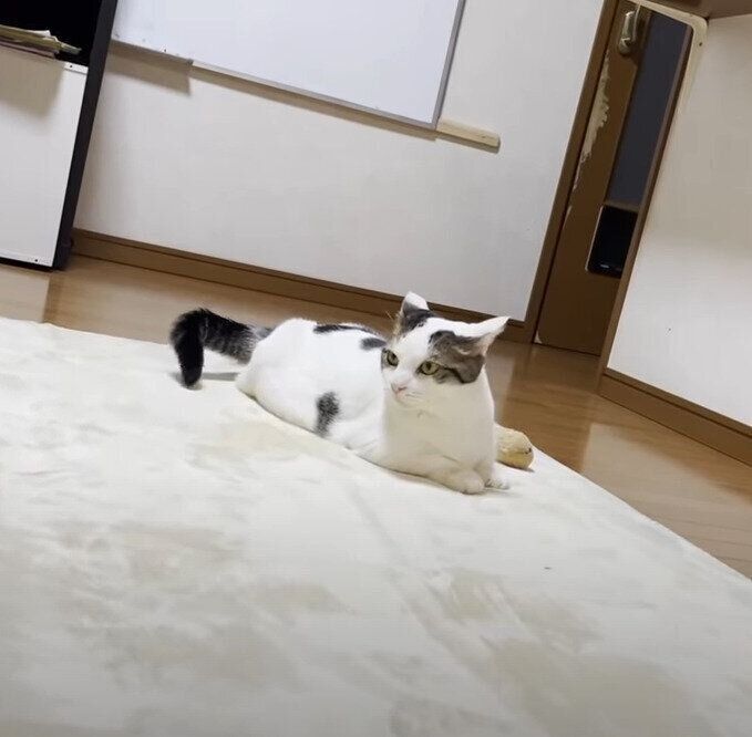 ぼーっとする猫
