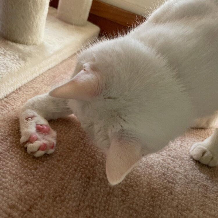 毛づくろいをするリリーちゃん