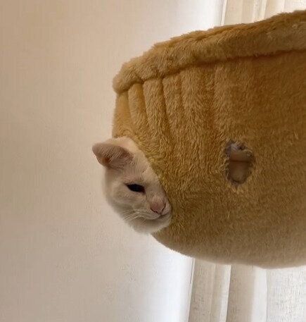 半分だけ顔を出してこちらを見るうにくん