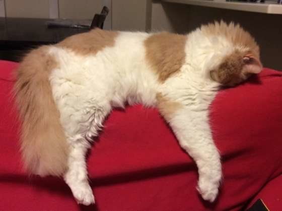 ハルくん　スコティッシュフォールド