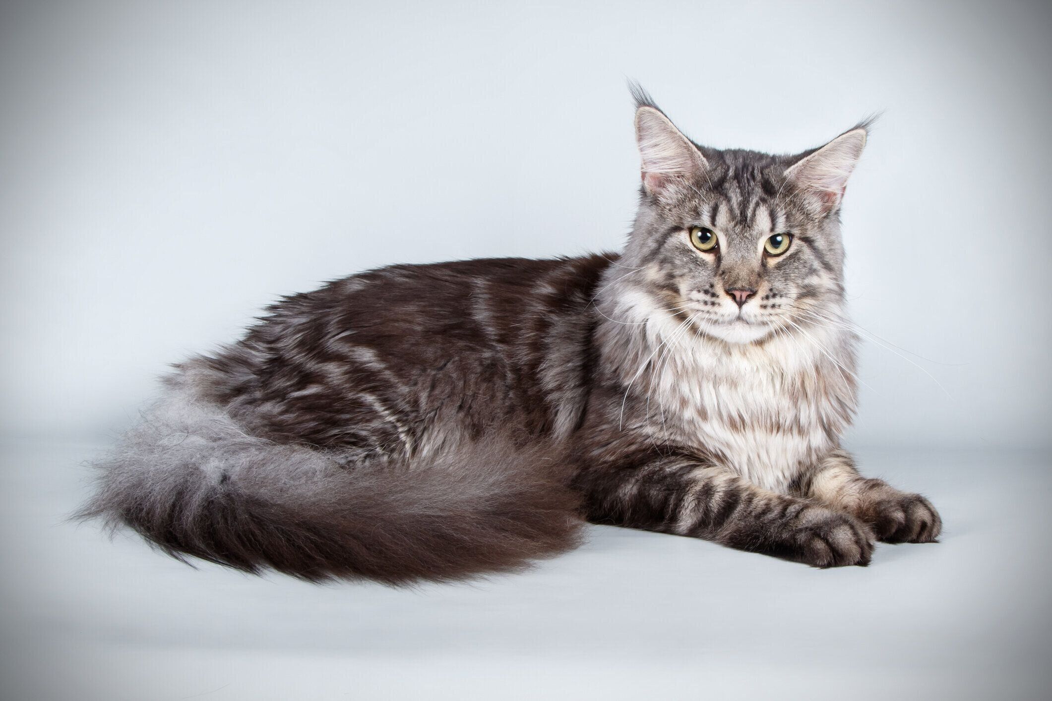 メインクーンの特徴と飼い方 可愛い画像いっぱい｜ねこのきもち 猫図鑑｜ねこのきもちWEB MAGAZINE