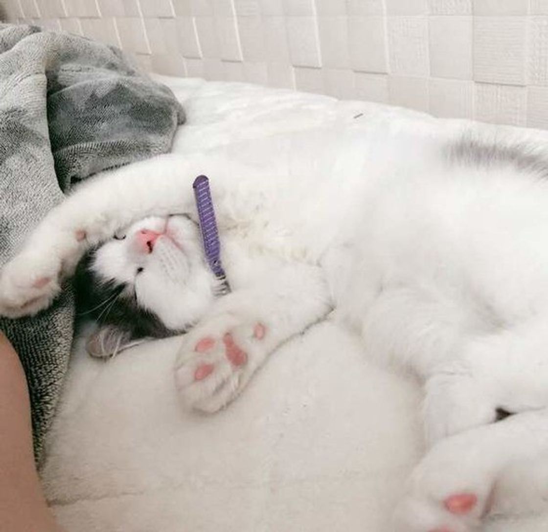 もふもふがたまらニャい 思わず顔を埋めたくなる猫画像集めました ねこのきもちweb Magazine もふもふがたまらニャい 思わず顔を埋めたくなる猫画像集めました ねこのきもちweb Magazine