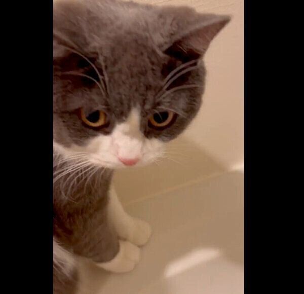 「洗え」とアピールするおにぎりくん