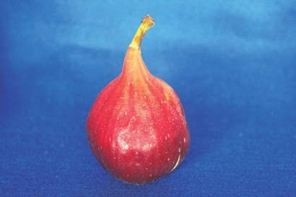 いちじく