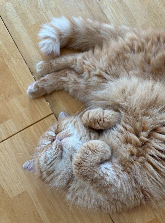 体をくねらせているエキゾチックショートヘア