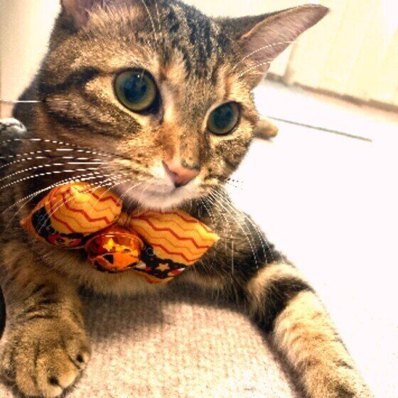 セリアの蝶ネクタイがお似合いのマンチカン露絆ちゃん