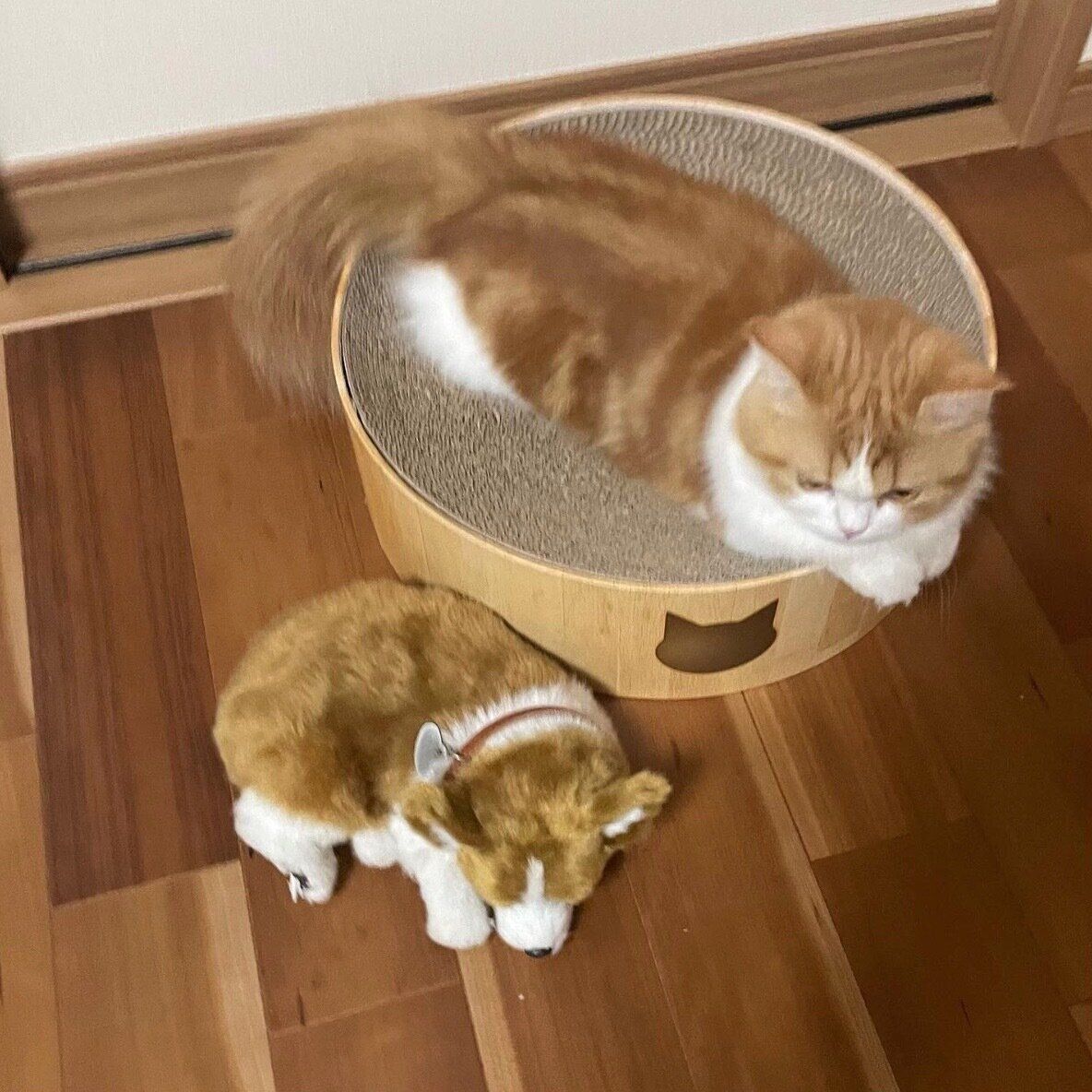 くつろぐなぎちゃん