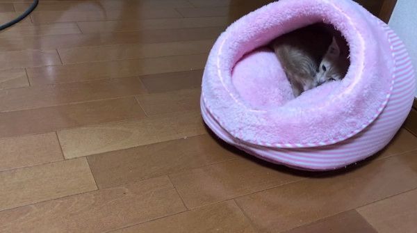 眠る猫