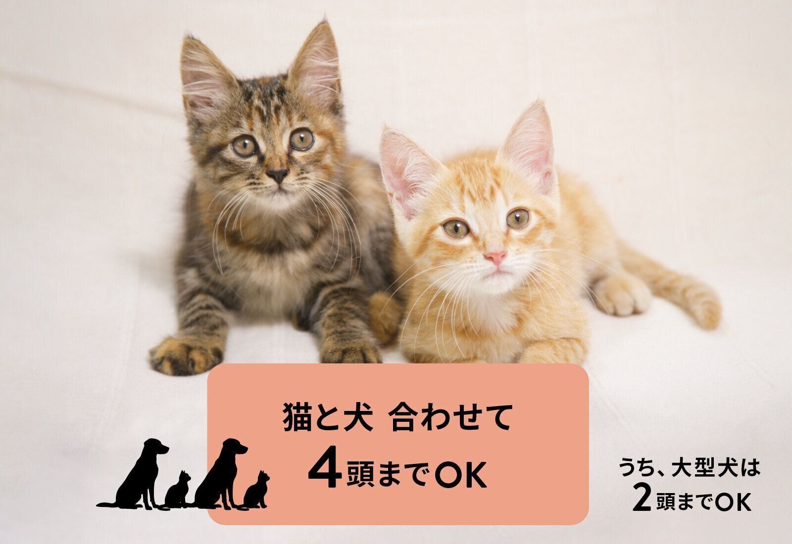 フジタ　大和リビング　リーラ横浜川和町　月次健診　犬猫合わせて4頭　マンション　賃貸マンション　ペット共生型マンション　ねこのきもち　ねこ　