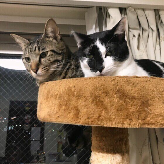キャットタワーでくつろぐ猫