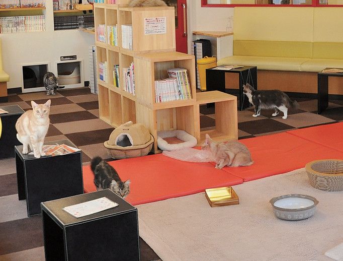 東京　吉祥寺　武蔵野市　猫カフェ　きゃりこ