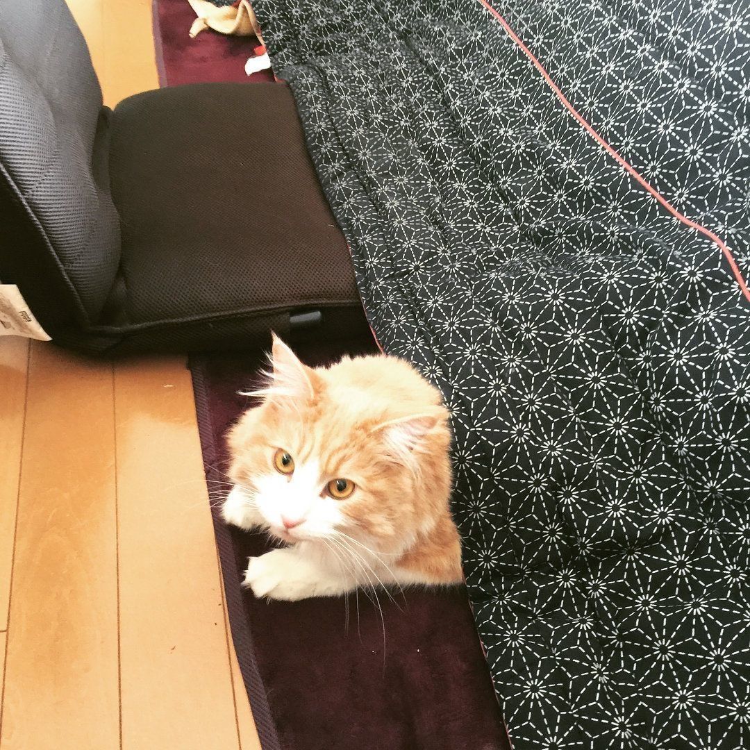 こたつに入る猫たちのほっこり画像集 手作り猫こたつも ねこのきもちweb Magazine