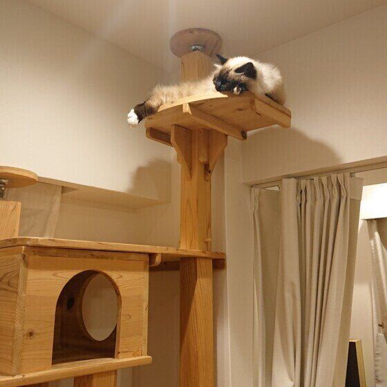 キャットタワーに乗るバーマン