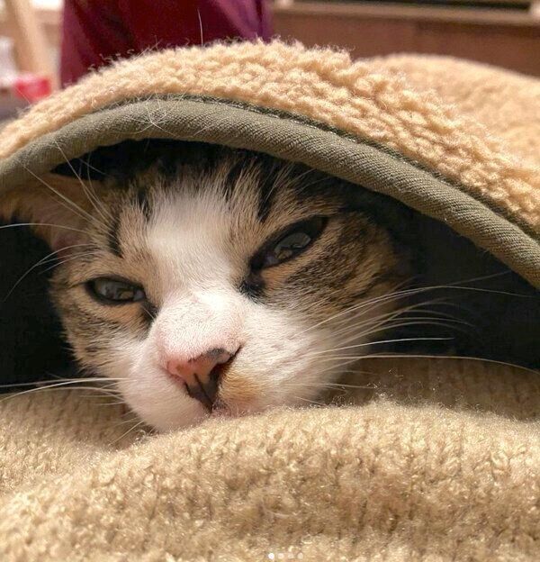 まったりするふきちゃん