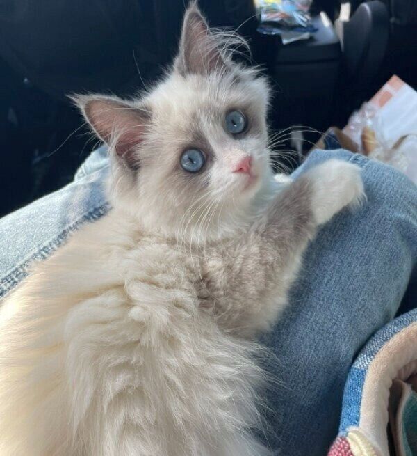 膝の上で甘える乃蒼くん