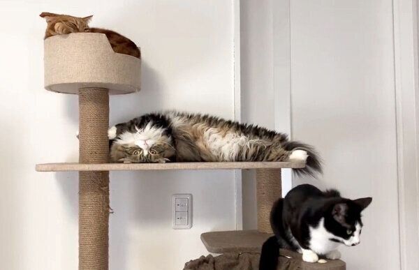 くつろぐ猫たち