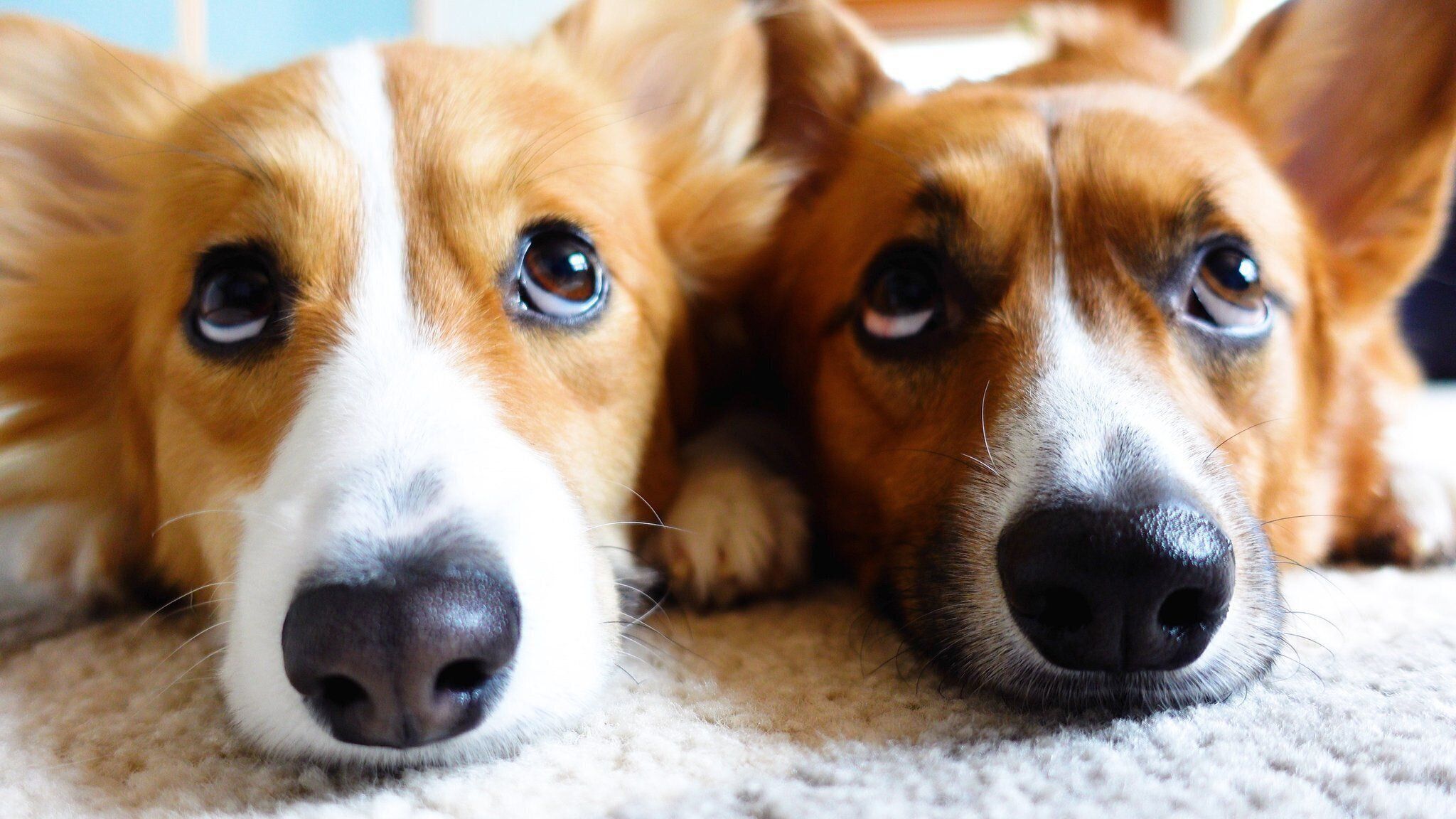 うつ伏せになるむうくんとちいちゃん（コーギー、オス&メス）