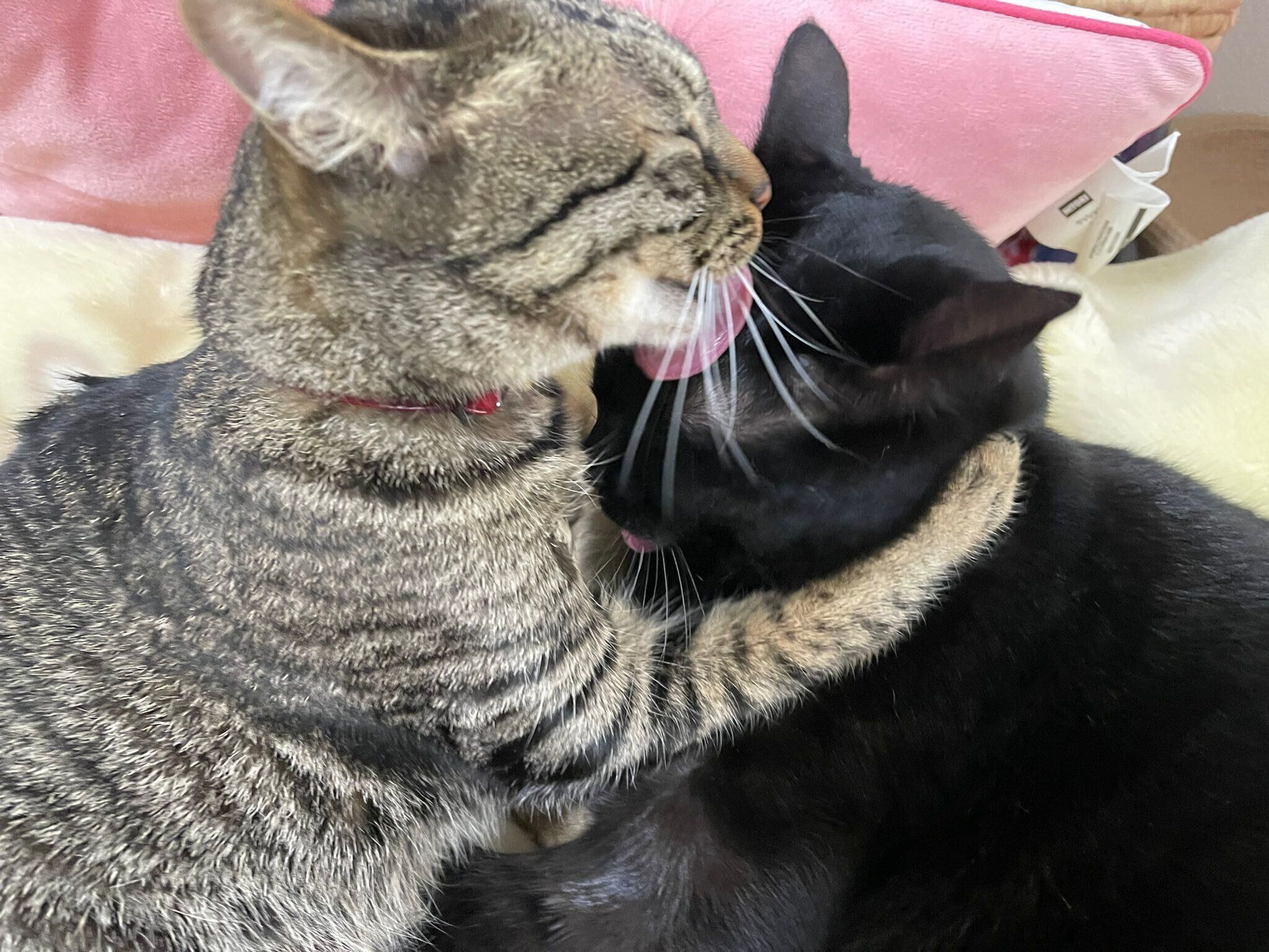 同居猫の毛繕いをする猫