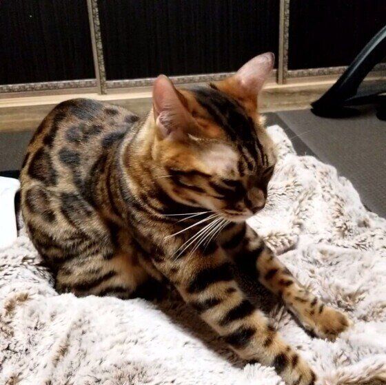 フミフミする猫