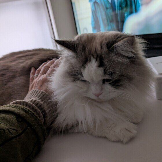 ラグドール　もふもふ