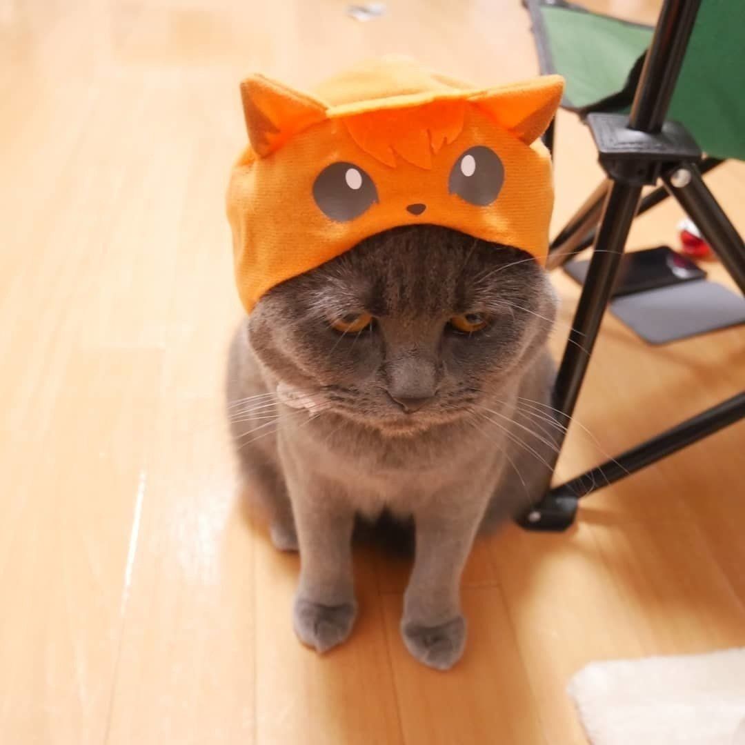 ロコンのかぶりもの