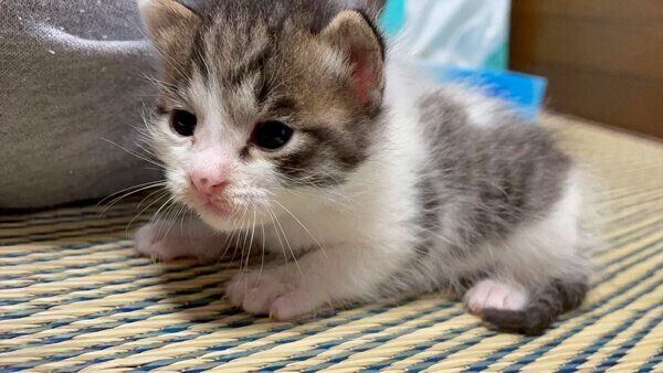 保護当時の柚子もちくん