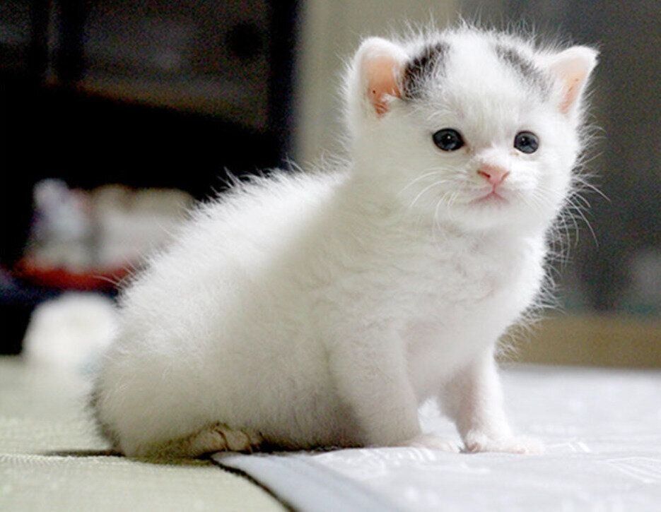 座っている生後1カ月頃の子猫