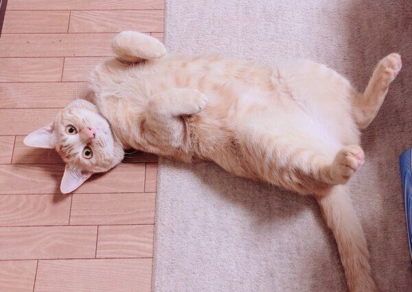 ヘソ天するちゃたろうくん