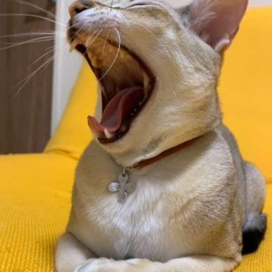 あくびをするシンガプーラ