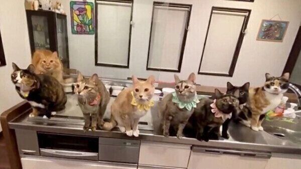 集合する猫ちゃんたち