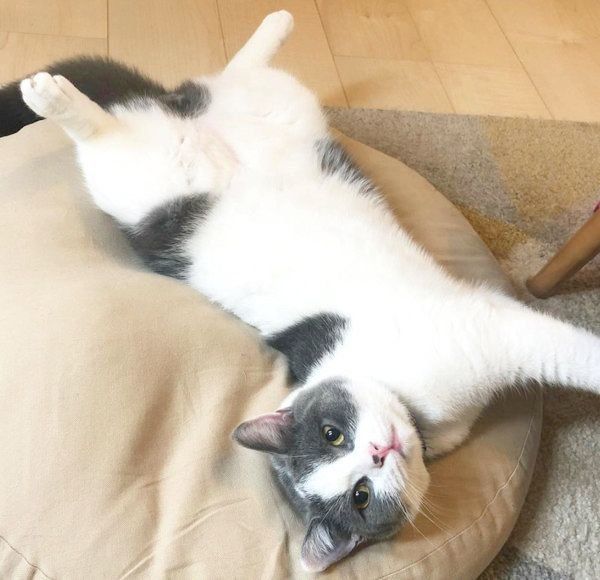 寝転がるブリティッシュショートヘア
