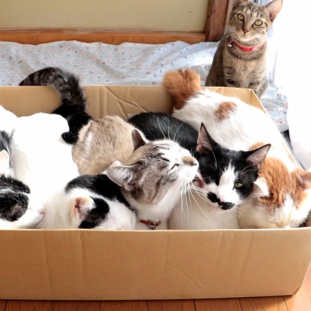 箱の中の5匹の猫