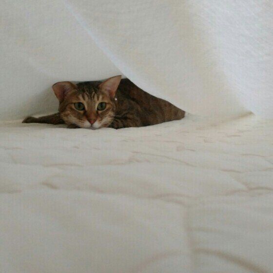 シーツの下で遊ぶ猫