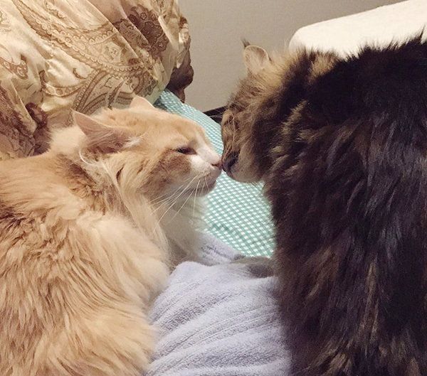 鼻チューする猫