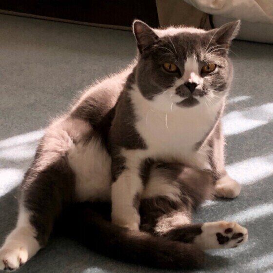 見つめるブリティッシュショートヘア