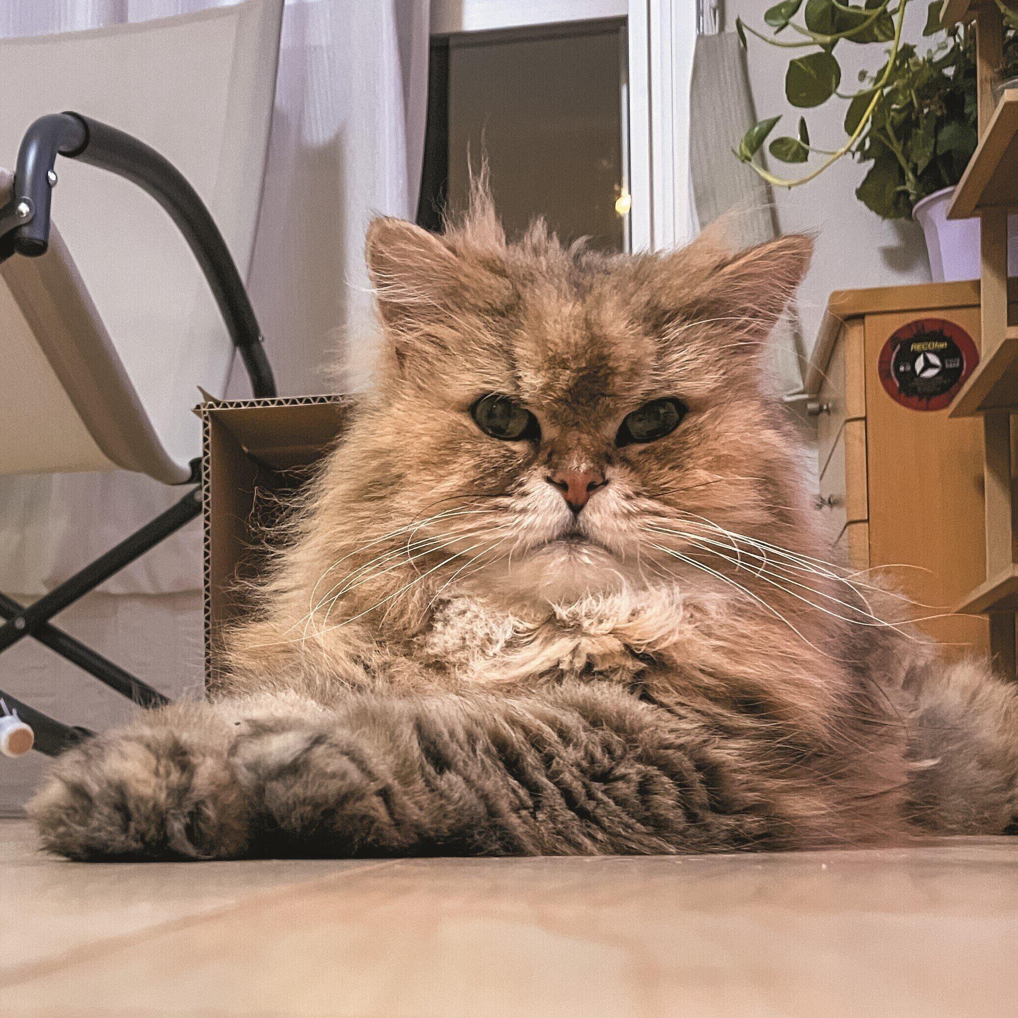 画像／ねこのきもち24年11月号