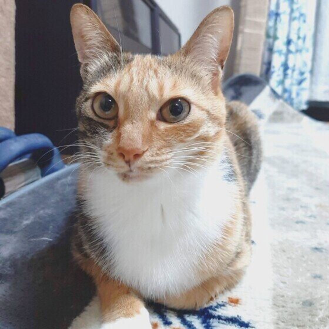 飼い主さんのそばにいたい と思った猫が見せるアピール6つ ねこのきもちweb Magazine 飼い主さんのそばにいたい と思った猫が見せるアピール6つ ねこのきもちweb Magazine