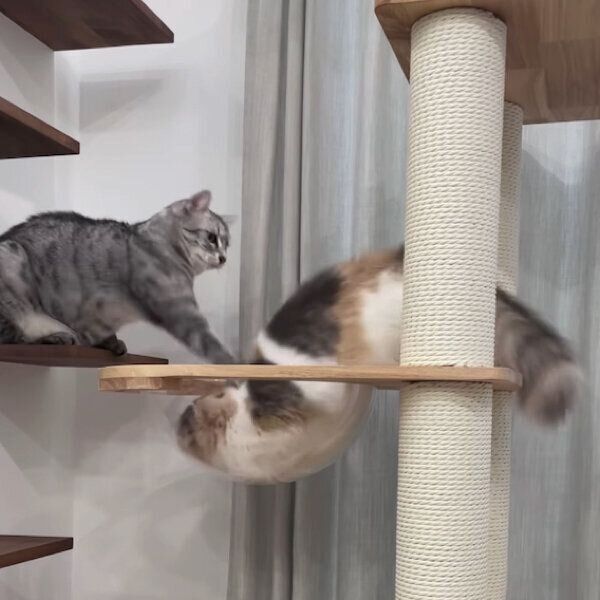 じゃれ合うあずさちゃん、あおいちゃん