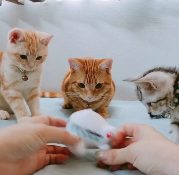 オモチャを見つめるアメリカンショートヘア