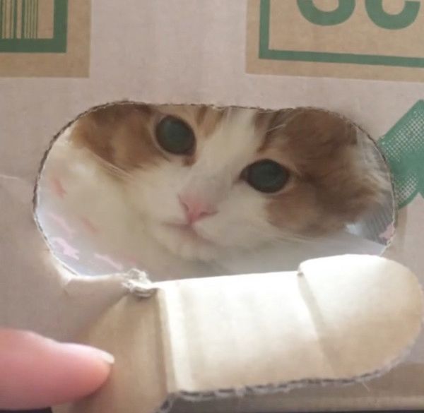 ダンボールの隙間からチラ見えする猫