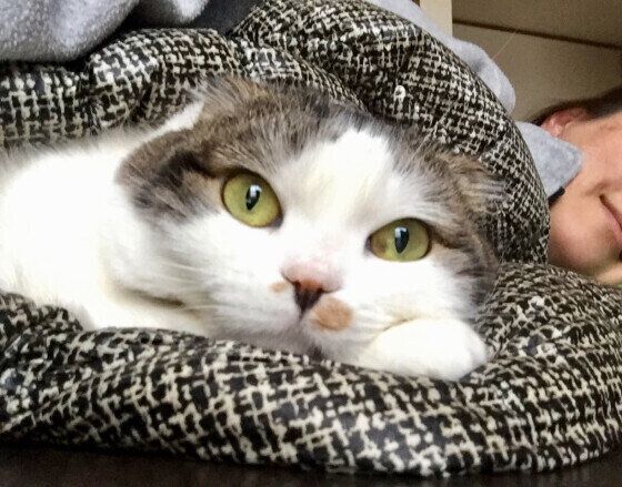 添い寝するスコティッシュフォールド