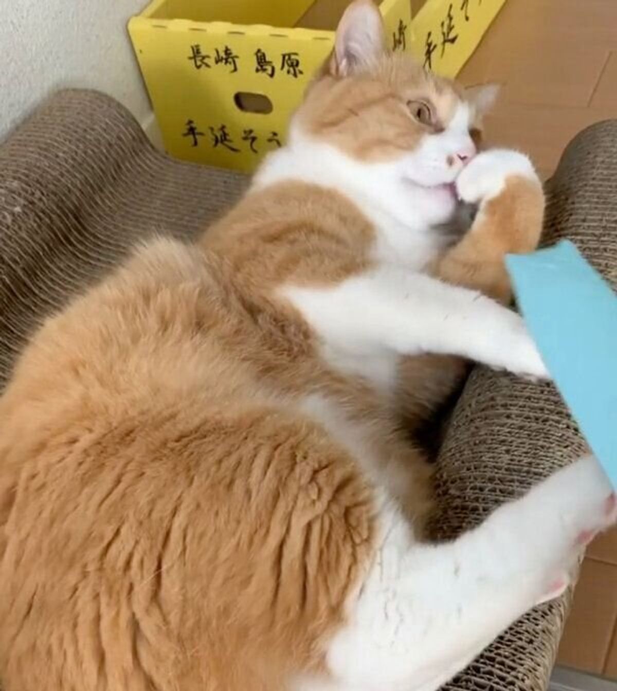 ブラシをそっと近づけると 足をパカッ 今は違うニャ とケリケリしちゃう猫 ねこのきもちweb Magazine ブラシをそっと近づけると 足をパカッ 今は違うニャ とケリケリしちゃう猫 ねこのきもちweb Magazine