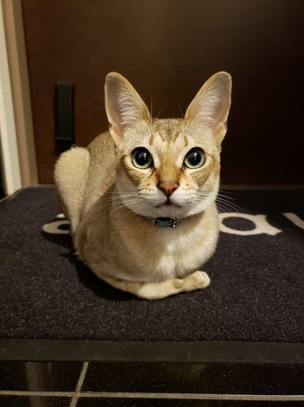 世界最小の猫 シンガプーラ とは ねこのきもちweb Magazine 世界最小の猫 シンガプーラ とは ねこのきもちweb Magazine