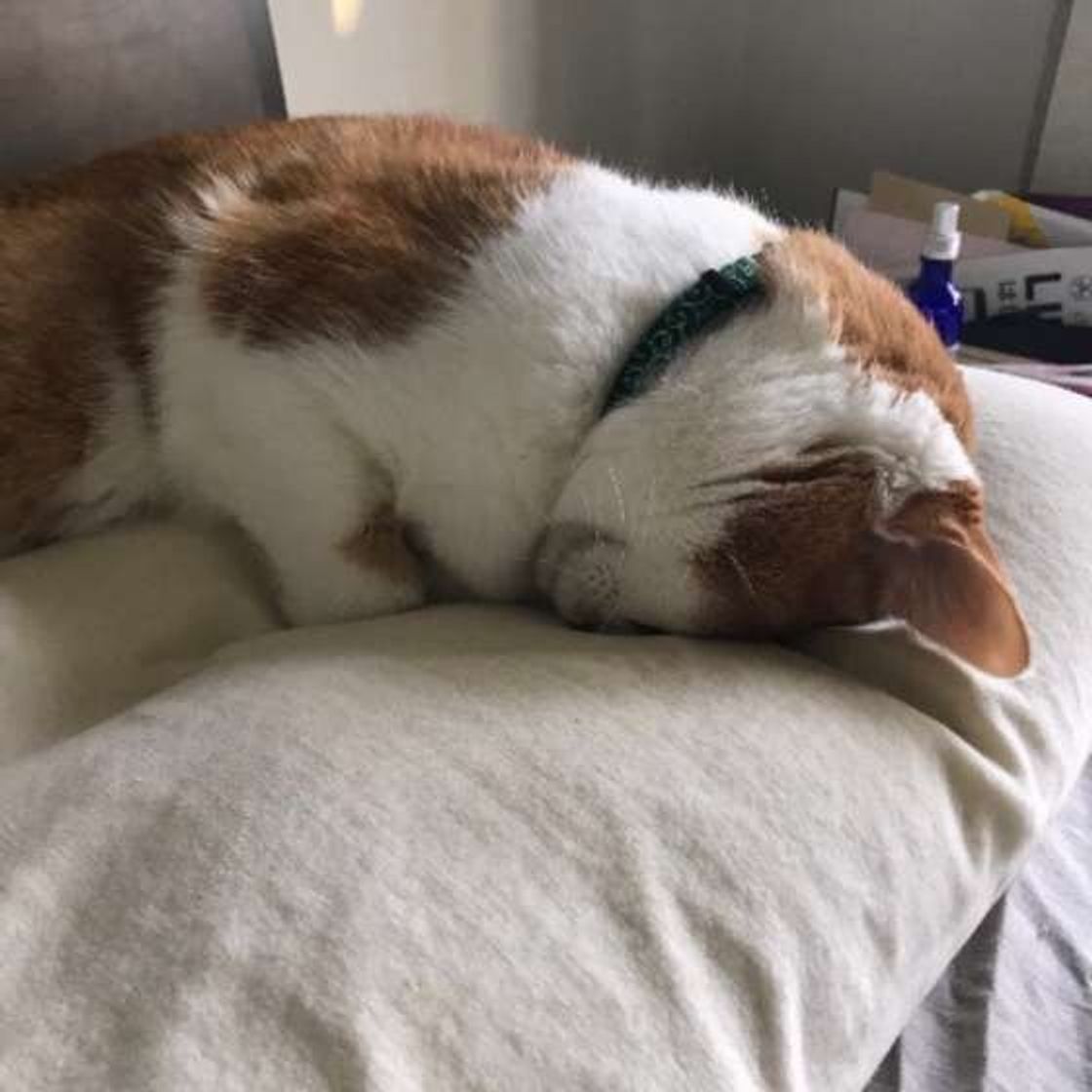 イタズラを詫びる気持ちゼロ 猫が ごめん寝 の姿勢で眠る理由 ねこのきもちweb Magazine イタズラを詫びる気持ちゼロ 猫が ごめん寝 の姿勢で眠る理由 ねこのきもちweb Magazine