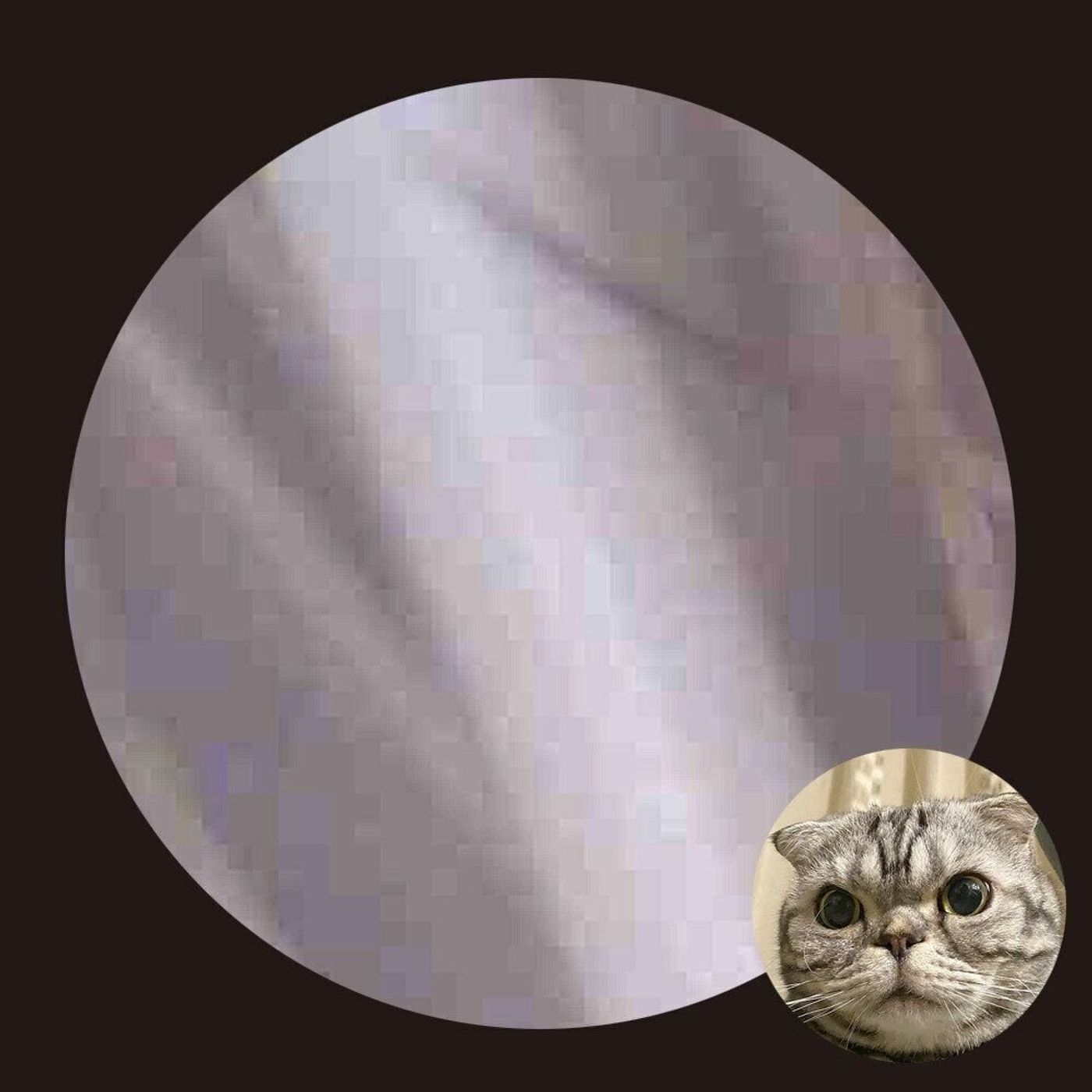 このブツブツは一体何 ししまる解体新書 後編 連載 渋ネコししまるさん 115 ねこのきもちweb Magazine このブツブツは一体何 ししまる解体新書 後編 連載 渋ネコししまるさん 115 ねこのきもちweb Magazine