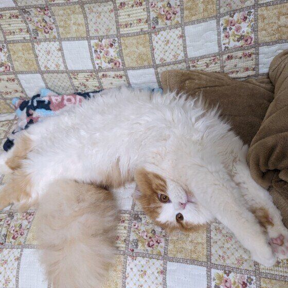 のびーをするスコティッシュフォールド