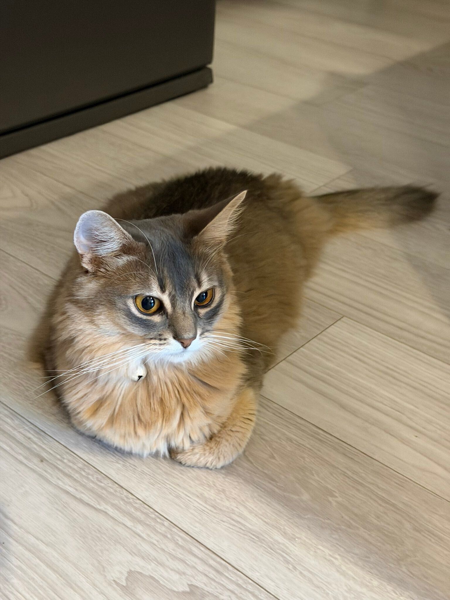 くつろいでいるソマリ