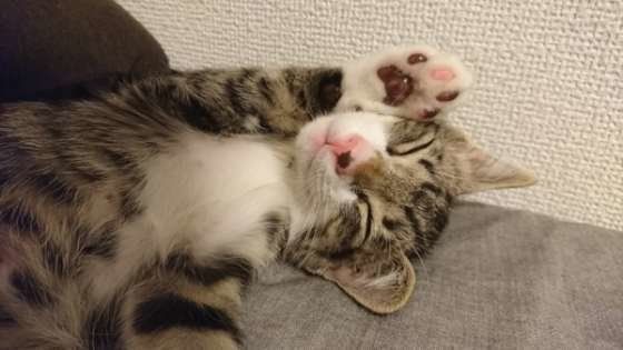 招き猫のようなポーズをするキジトラ