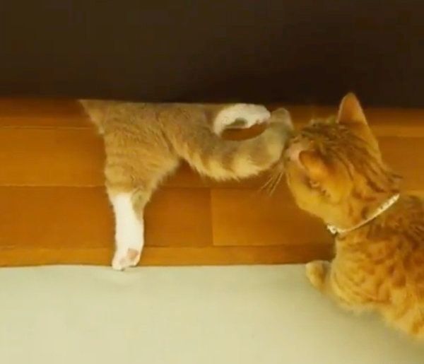 ソファに入り込むマンチカン